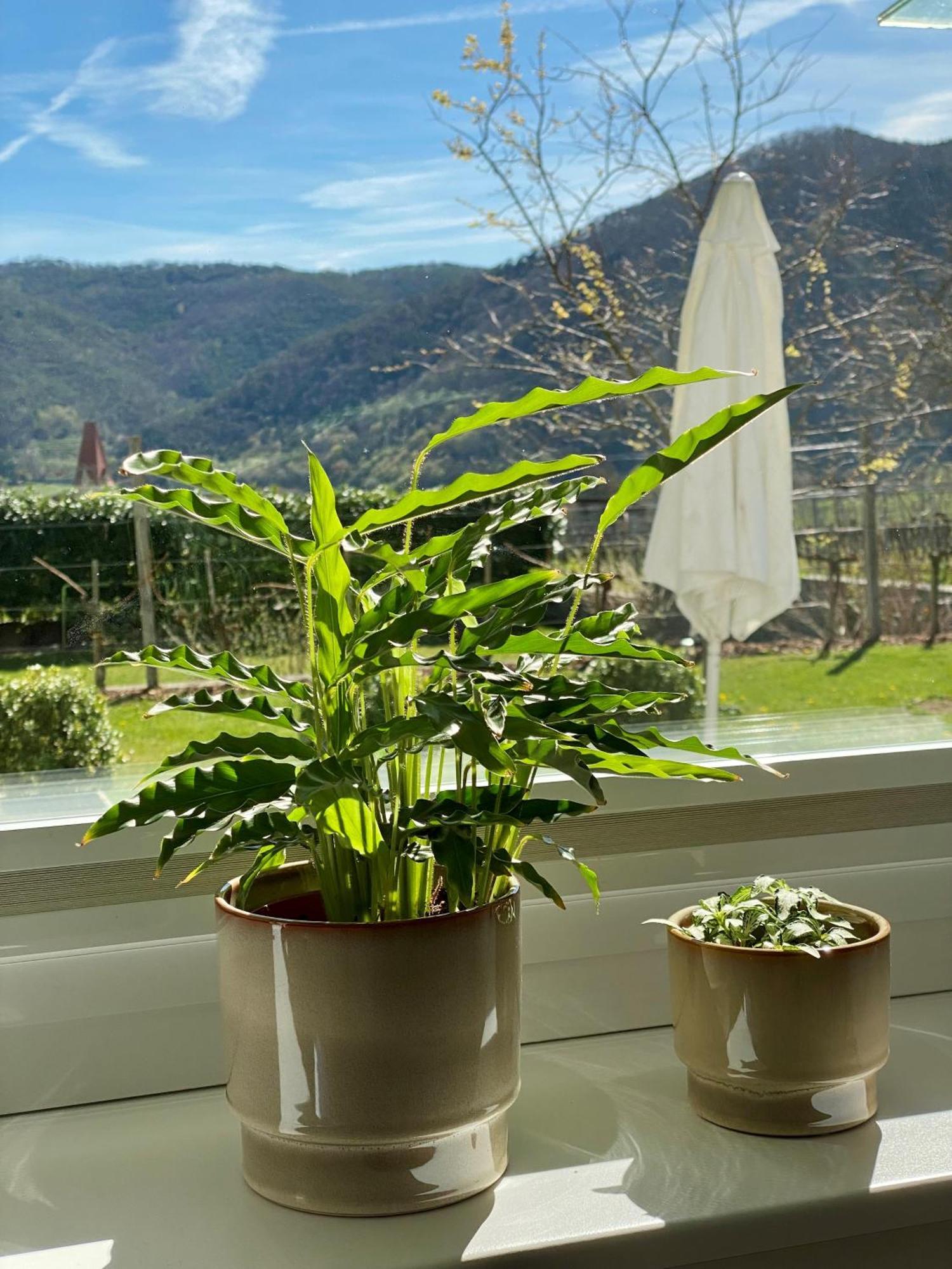 Wachaulodge Weissenkirchen in der Wachau Zewnętrze zdjęcie